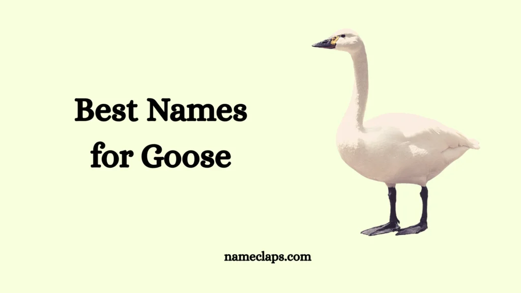 Best Goose Names: Cute, Funny, Male & Female Goose Name Ideas