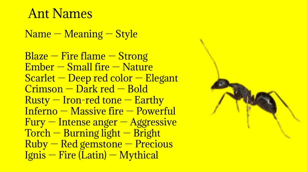 Ant Names