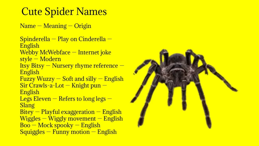 Cute Spider Names