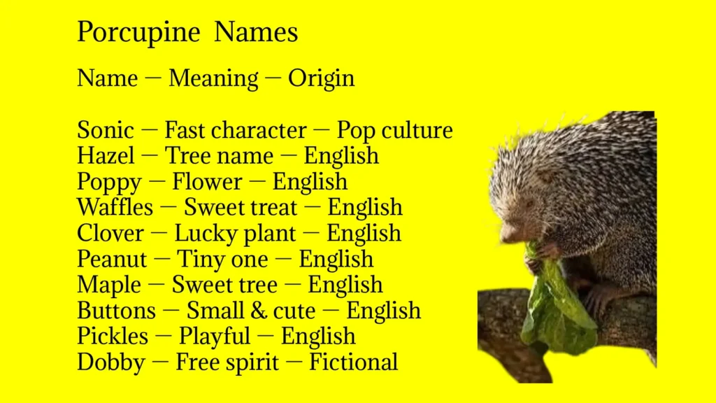 Porcupine Names