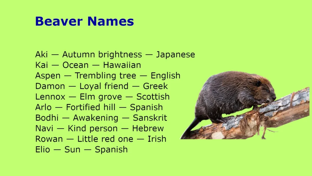 Beaver Names