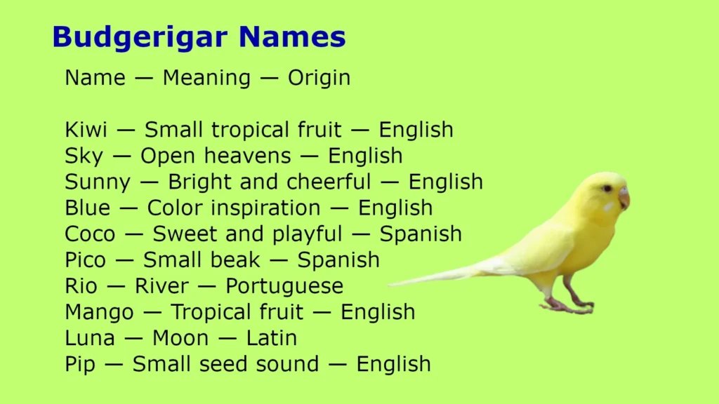 Budgerigar Names