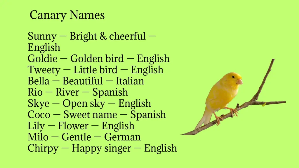 Canary Names