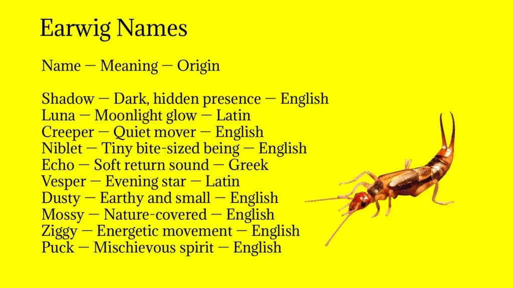 Earwig Names