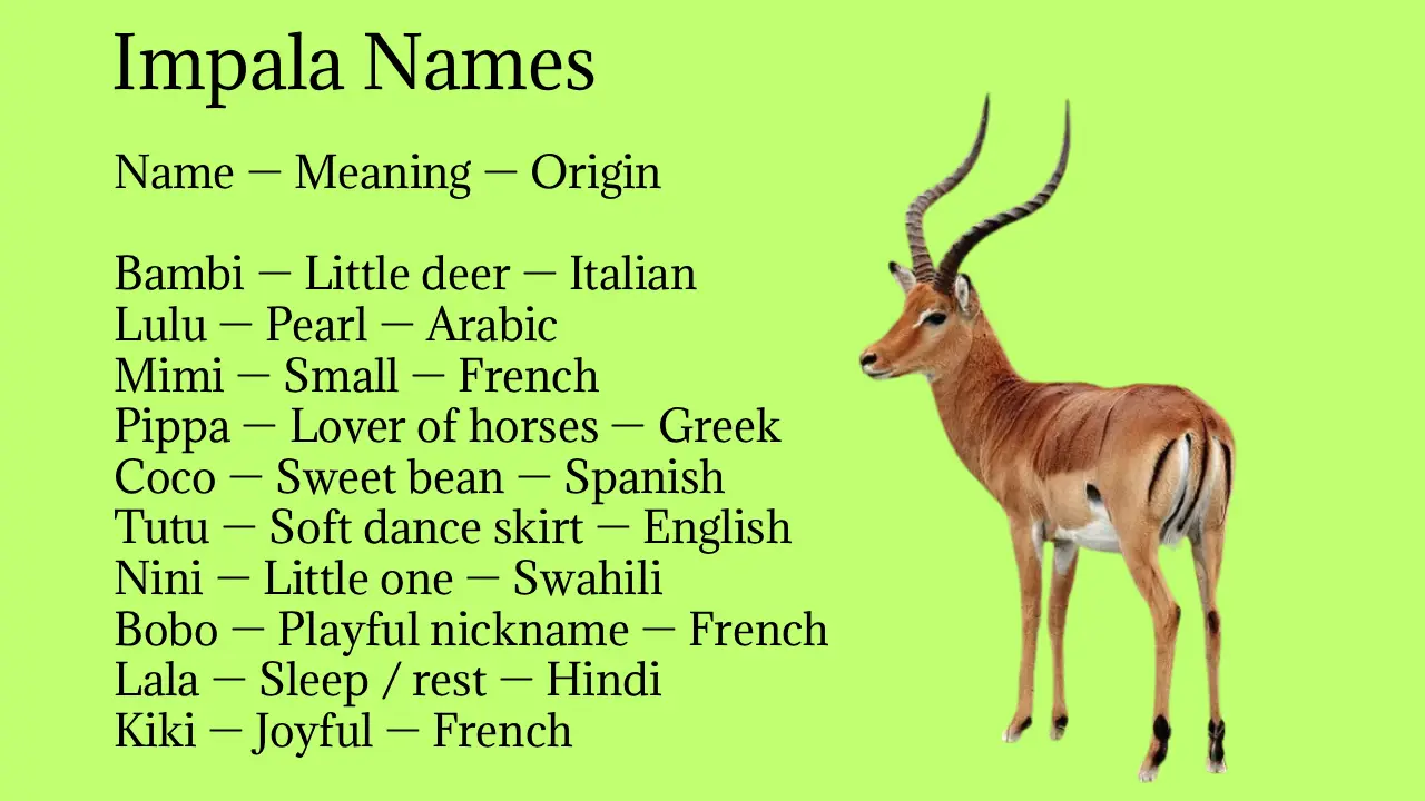 Impala Names