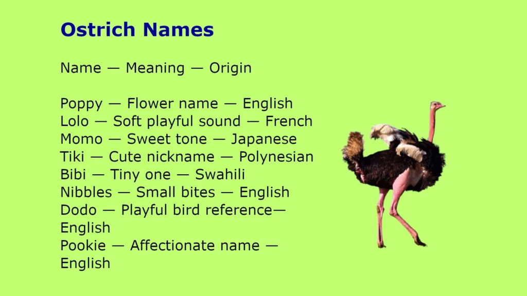 Ostrich Names