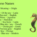 Seahorse Names