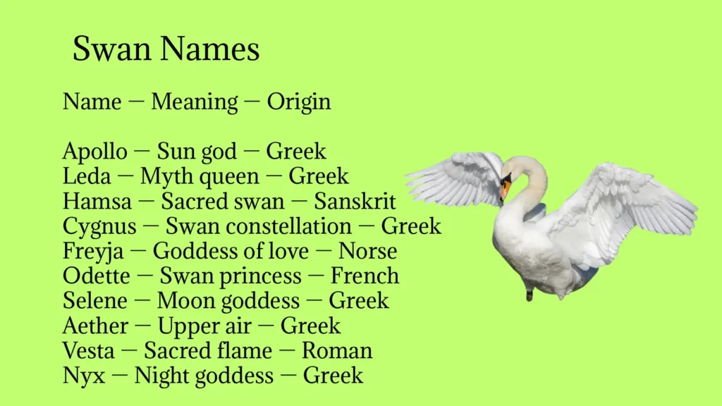 Swan Names