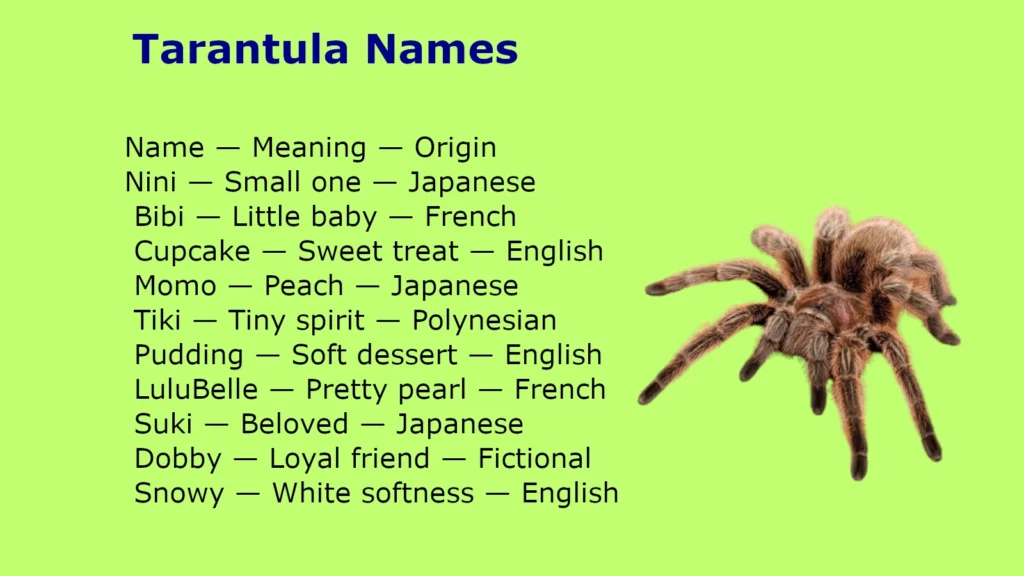 Tarantula Names
