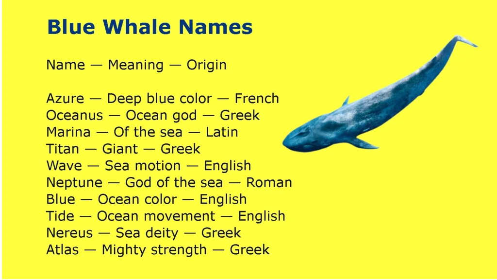 Blue Whale Names