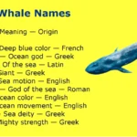 Blue Whale Names