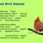 Cardinal Bird Names