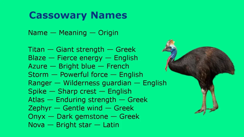 Cassowary Names
