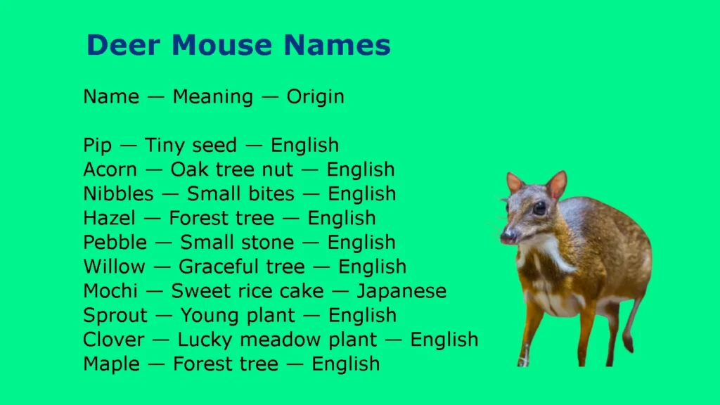 Deer Mouse Names