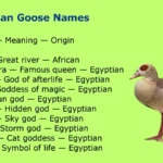 Egyptian Goose Names