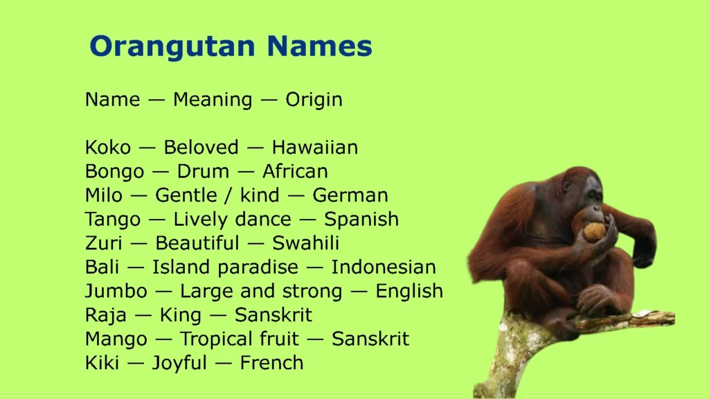 Orangutan Names