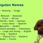 Orangutan Names