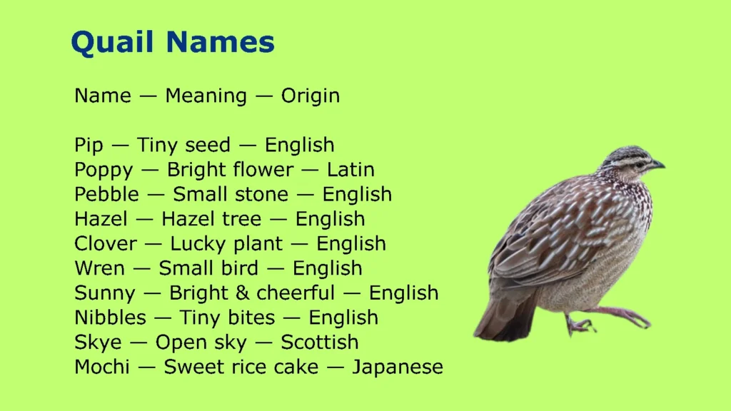 Quail Names
