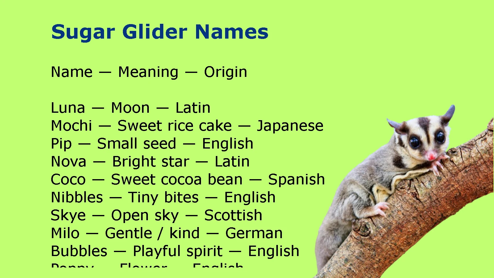 Sugar Glider Names