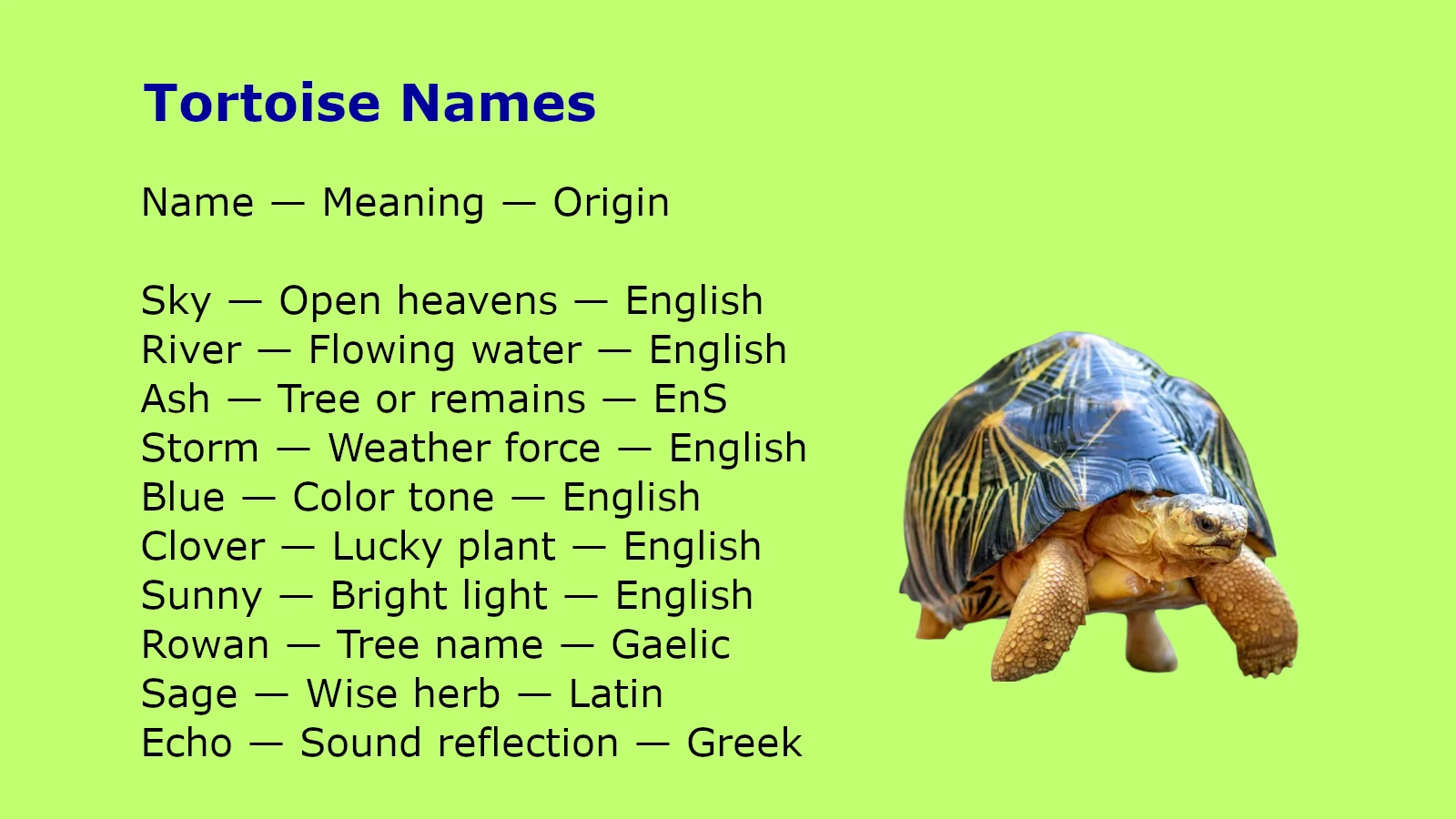Tortoise Names