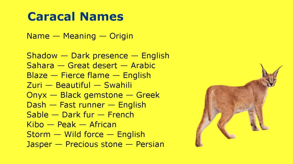 Caracal Names