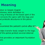 Pelvis Meaning